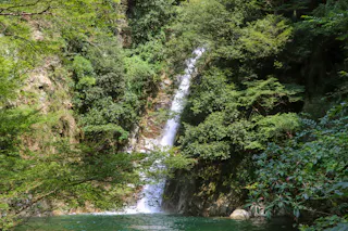 A waterfall cascades down a rocky cliff surrounded by lush green trees and vegetation, flowing into a clear pool at the base in a serene forest setting.