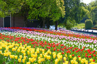 A vibrant garden filled with rows of blooming tulips in yellow, red, pink, and purple, set beneath green trees beside a brick building and a body of water on a sunny day.