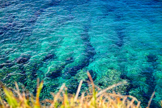 View from above of clear turquoise ocean water with underwater rocks visible, framed by tall green and yellowish grass in the foreground. The sunlight highlights the vibrant blue and green hues in the water.