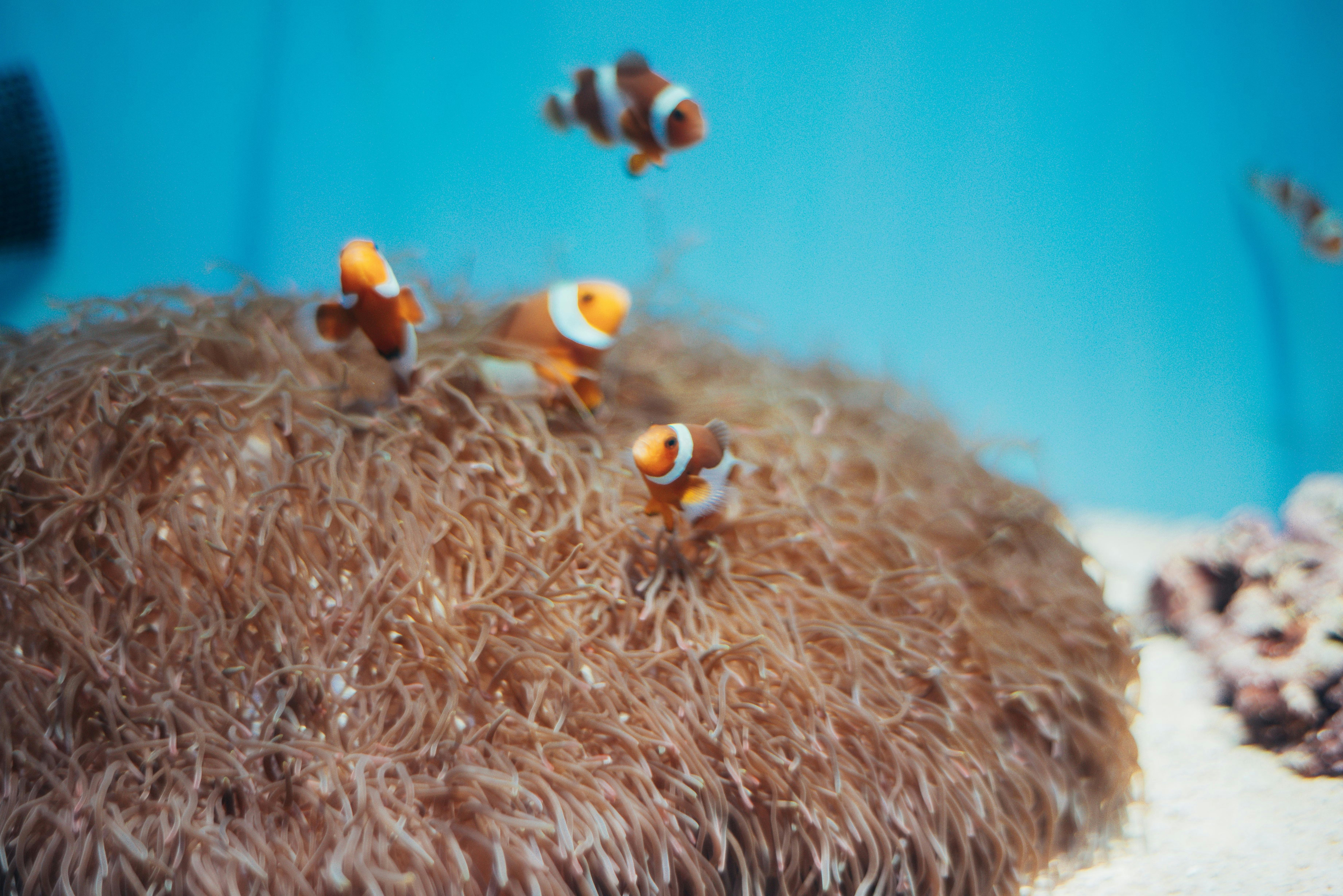 Four clownfish swim around a sea anemone in a blue aquarium. The orange and white fish are prominent against the flowing brown tentacles of the anemone, with light sand and coral visible at the bottom right.