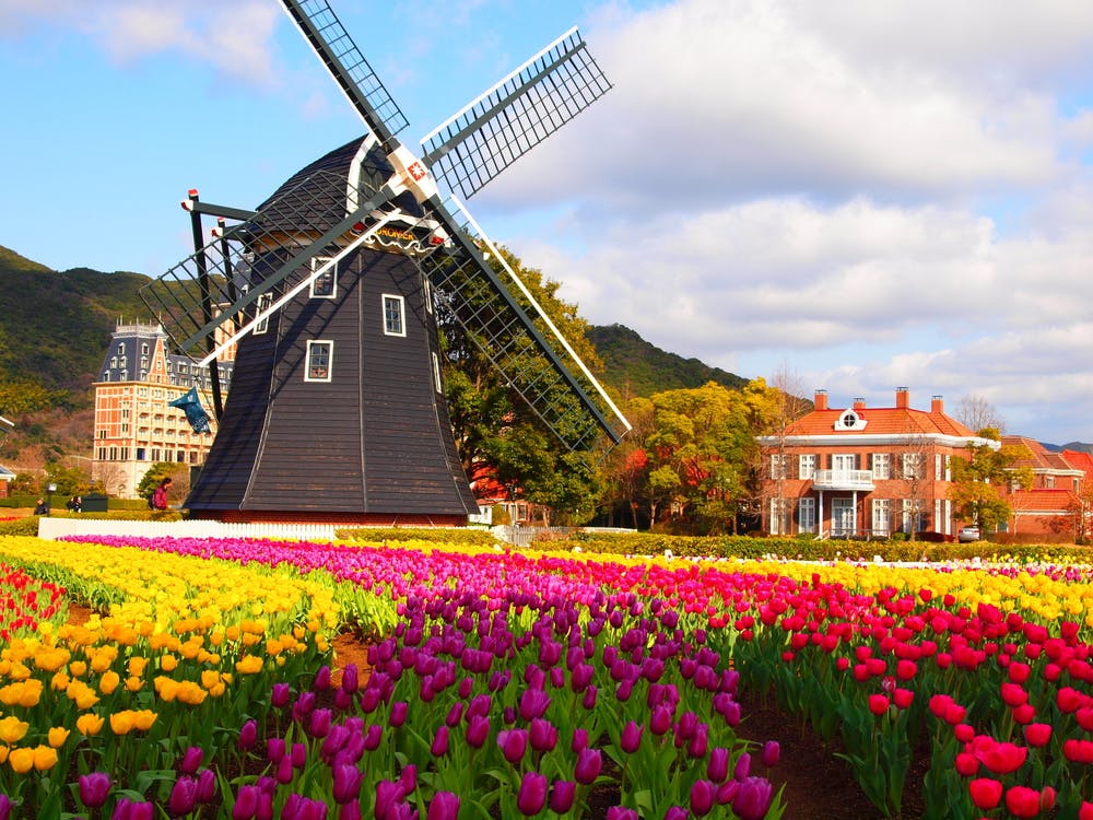 A black windmill stands beside a large red-brick building, surrounded by vibrant rows of yellow, red, and purple tulips, with green hills and a partly cloudy sky in the background.