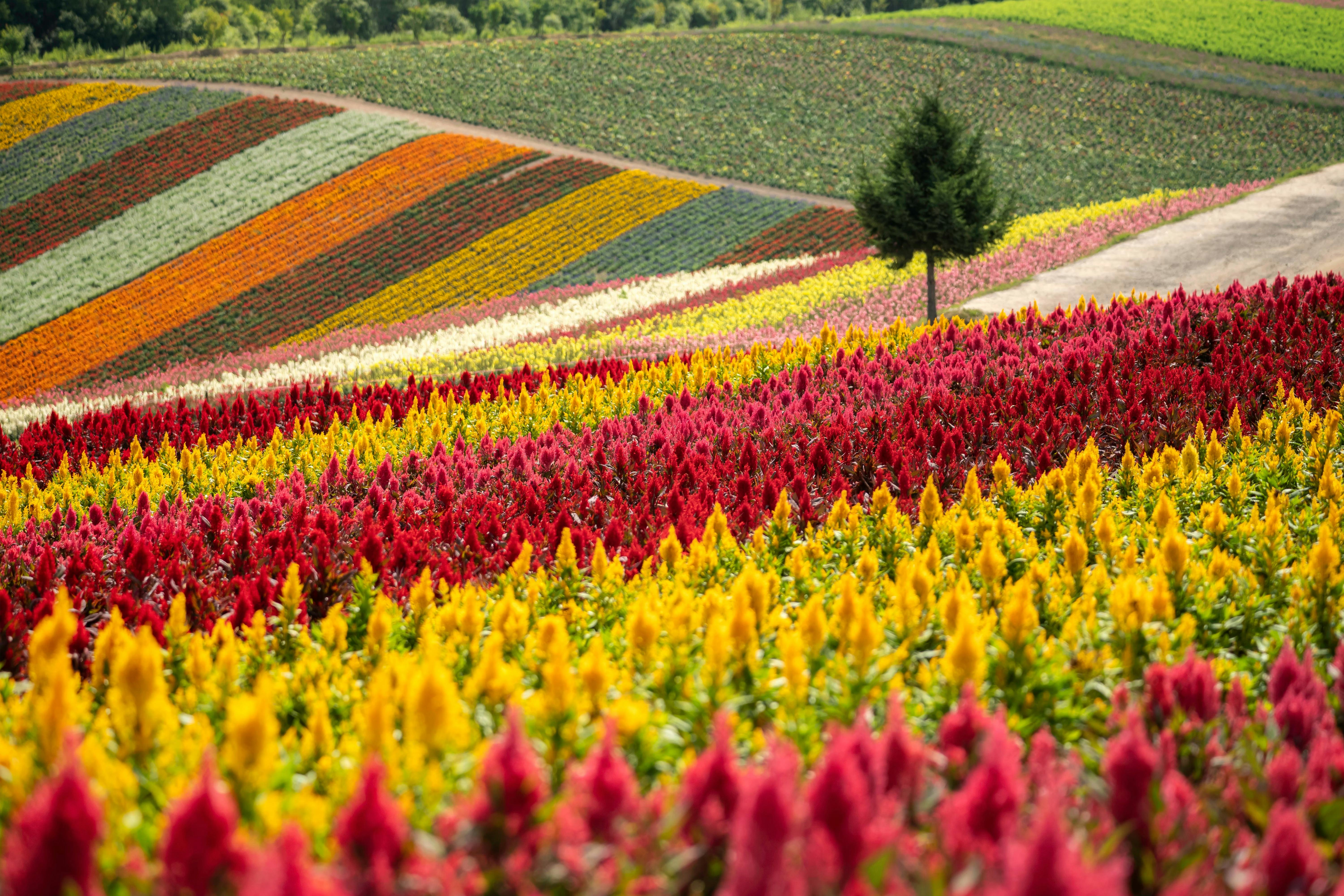 Rows of vibrant flowers in red, yellow, orange, and white cover rolling hills. A single tree stands beside a dirt path, with green forest in the background under a bright sky.