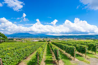 Rows of green grapevines stretch across a vineyard under a bright blue sky with fluffy white clouds, with distant mountains and a patchwork of fields in the background.