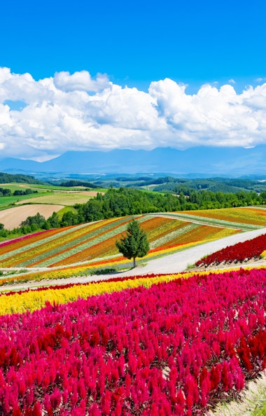 Shikisai No Oka Hill Of Seasonal Colors Trip To Japan shikisai-no-oka-hill-of-seasonal-colors-trip-to-japan