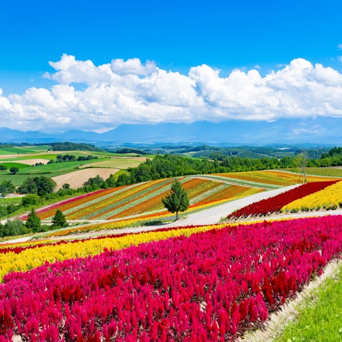 Shikisai no Oka Shikisai no Oka