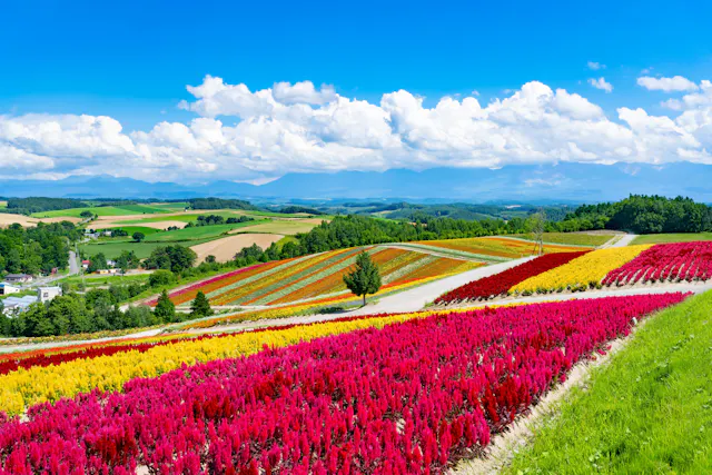 Brightly colored flower fields in red, yellow, and orange stripes stretch across rolling hills under a blue sky with white clouds. Trees and farmland are visible in the background.