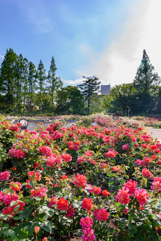 A vibrant garden filled with blooming pink and orange roses under a bright blue sky, bordered by tall green trees and a few distant buildings partially visible through the foliage.