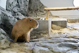 A capybara sits on rocky ground inside an indoor enclosure, with stone walls and a wooden platform visible above.