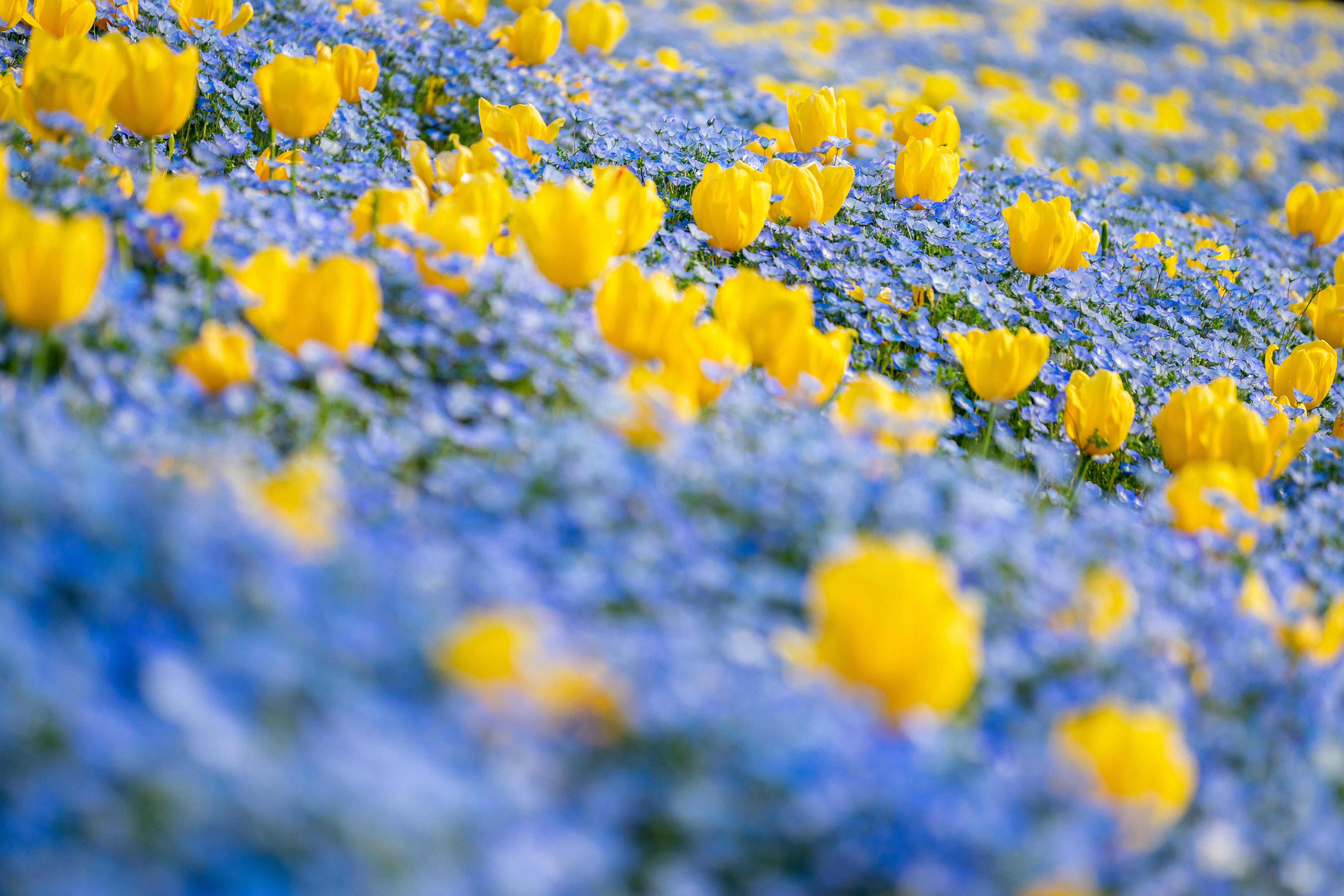 Tsurumi Ryokuchi Park