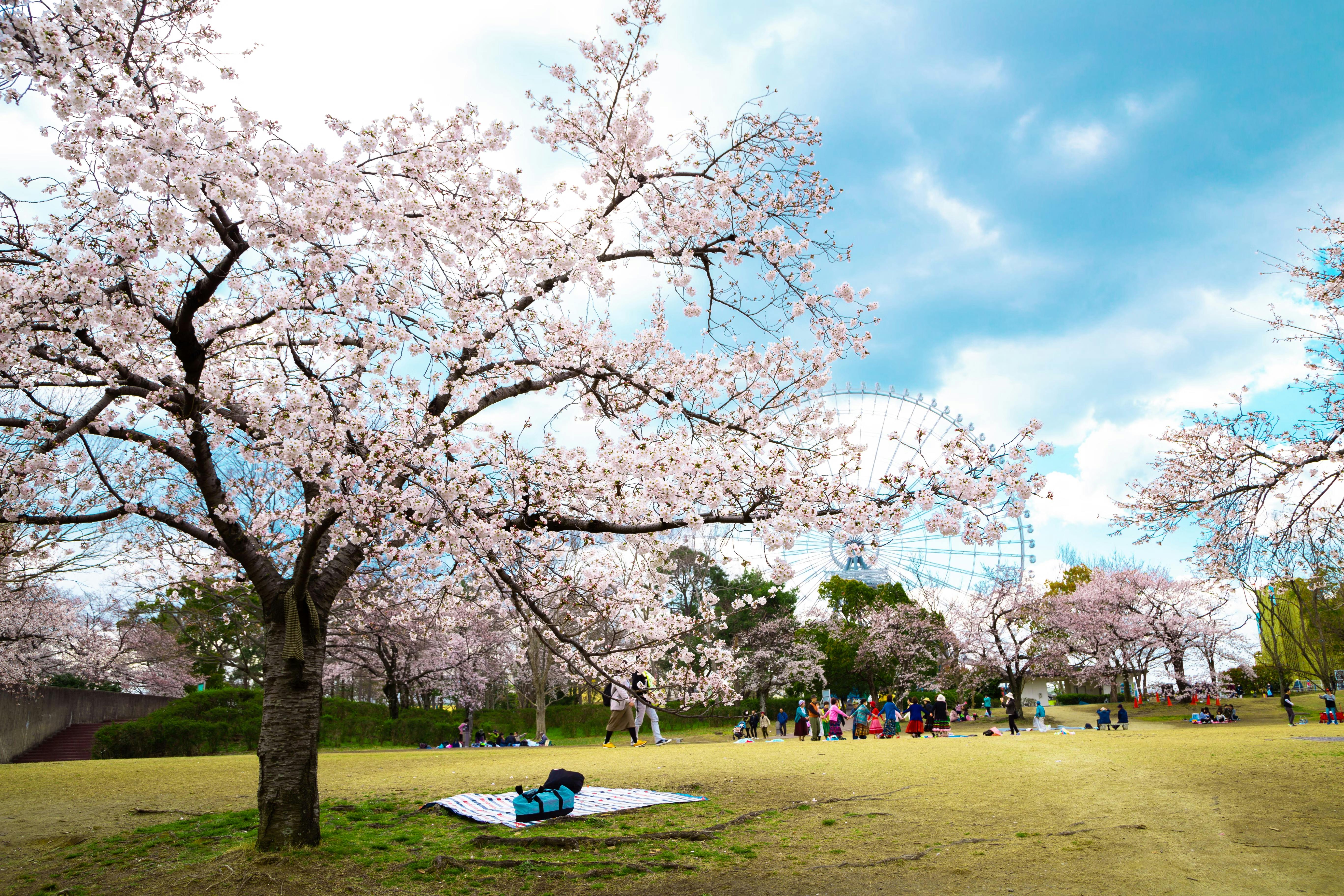 Cherry blossom trees in full bloom in a park, with people gathered and relaxing on blankets under the trees. A ferris wheel is visible in the background beneath a partly cloudy sky.
