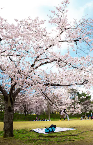 Expo '70 Commemorative Park Cherry blossom trees in full bloom in a park, with people gathered and relaxing on blankets under the trees. A ferris wheel is visible in the background beneath a partly cloudy sky.