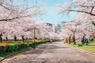 A paved path lined with cherry blossom trees in full bloom, with a person walking in the distance. Modern buildings are visible beyond the trees under a clear blue sky.