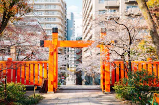 A bright orange wooden gate and fence frame a path lined with cherry blossom trees, with modern apartment buildings in the background under a clear sky.