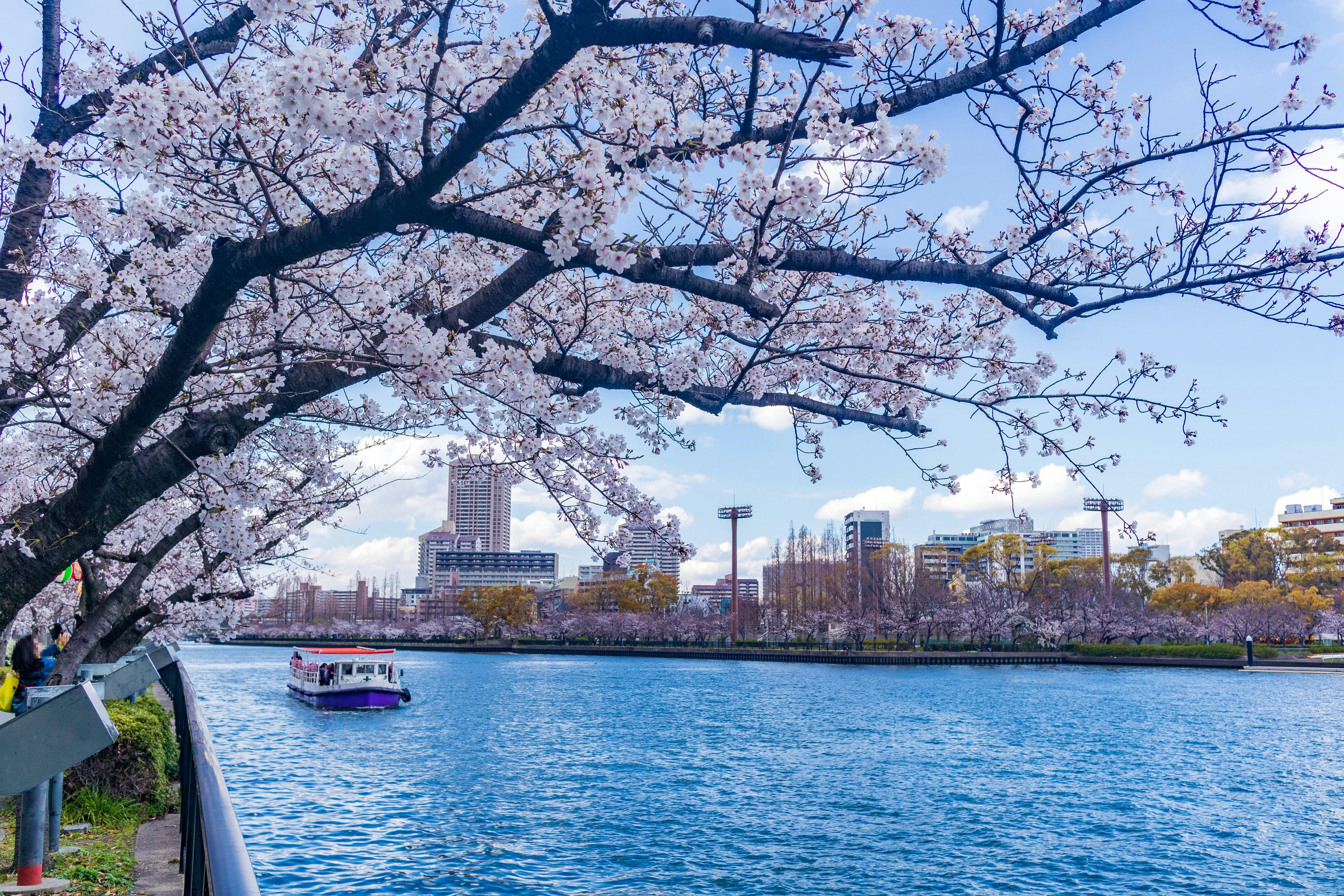 Cherry blossom trees with pink flowers overhang a blue river where a small boat sails. Modern city buildings and a stadium appear in the background under a partly cloudy sky.