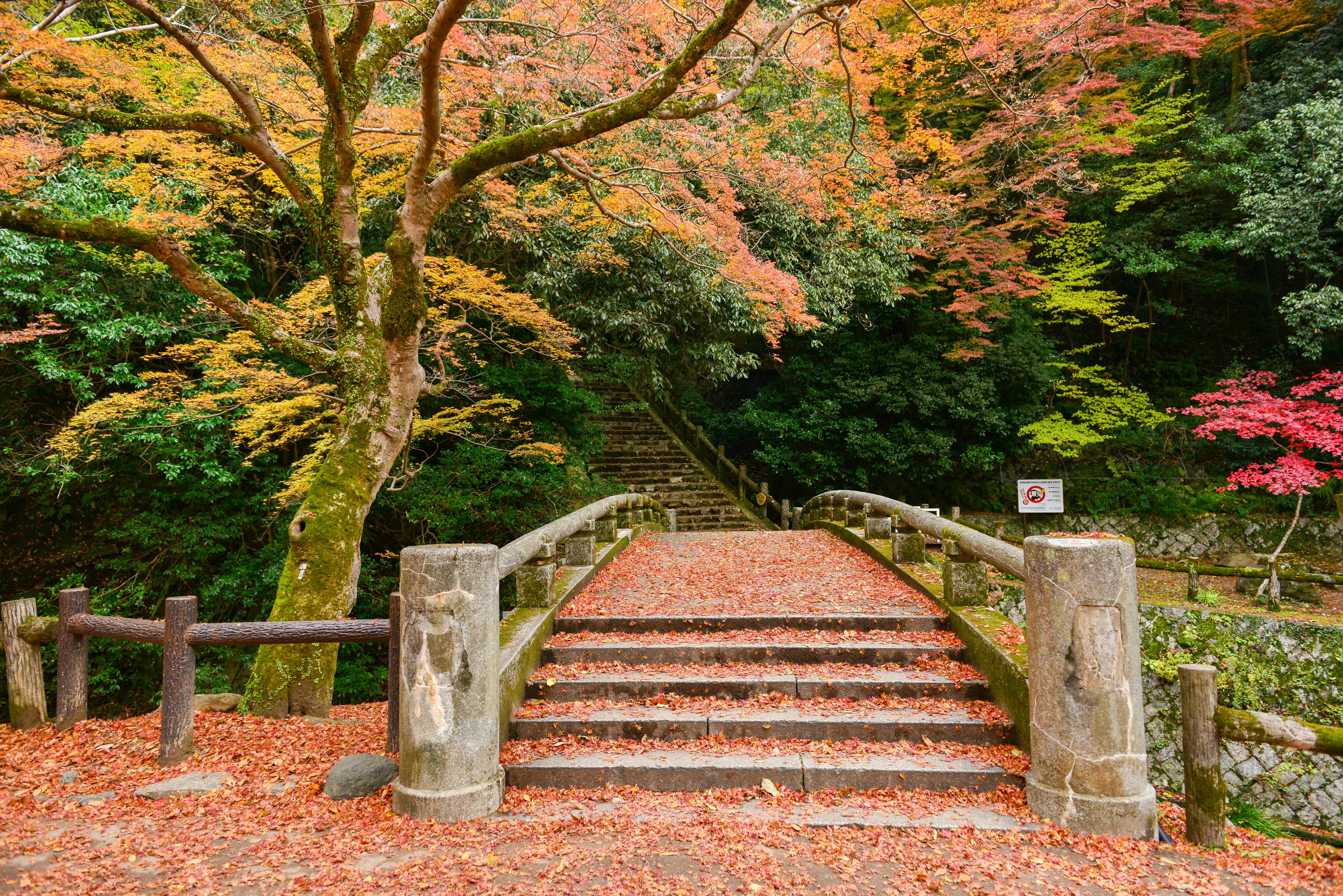 A stone bridge covered in fallen orange and red autumn leaves leads to stone steps surrounded by colorful trees in a lush forest.