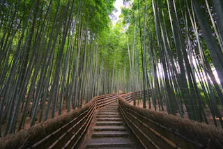 A stone pathway with wooden railings winds through a dense bamboo forest, with tall green bamboo stalks reaching up toward the sky and soft natural light filtering through the leaves above.