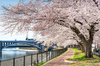 Cherry blossom trees in full bloom line a riverside walkway beside a metal fence, with a bridge crossing the river in the background on a bright, sunny day.