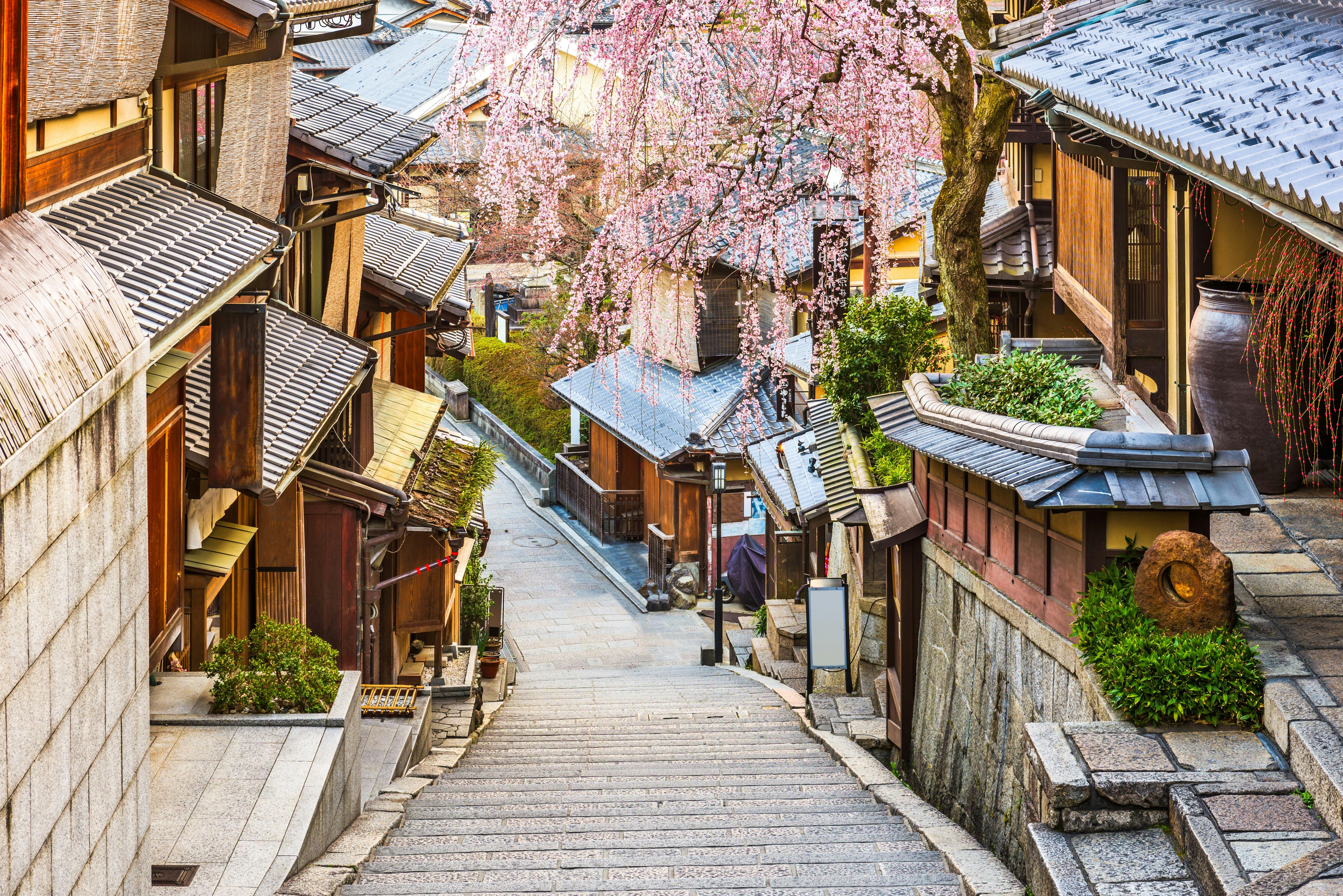 A stone-paved street lined with traditional wooden buildings and a blooming cherry blossom tree, likely in a historic Japanese neighborhood, on a quiet, sunny day.