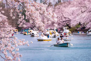 People paddle boats on a river lined with blooming cherry blossom trees. Pink blossoms frame the scene, and the background is filled with more boats and vibrant spring scenery.