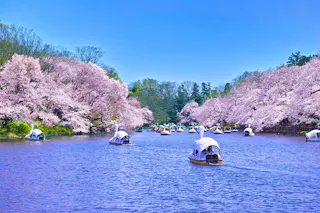 Pedal boats float on a wide river lined with blooming cherry blossom trees under a bright blue sky. The water is calm and the scene is lively with people enjoying the springtime scenery.