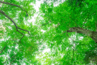 Jindai Botanical Gardens