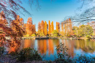 A serene pond reflects tall trees with vibrant orange autumn leaves under a clear blue sky, surrounded by lush greenery and branches framing the scene.