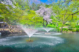 Two water fountains spray arcs of water in a pond surrounded by lush green trees and blooming cherry blossoms under a bright blue sky.