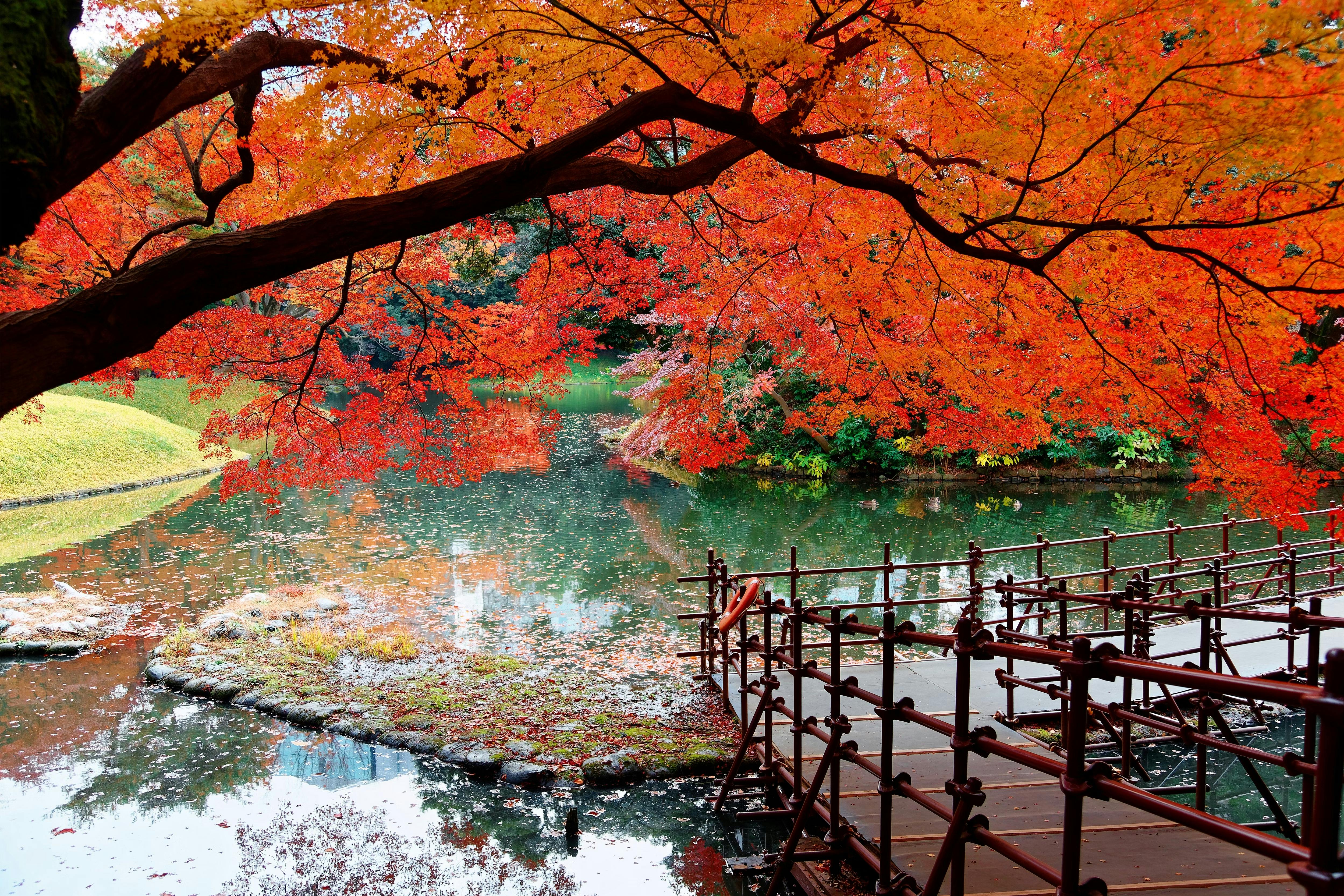 A wooden bridge with a bamboo railing crosses a pond in a park, surrounded by vibrant red and orange autumn leaves and lush greenery, with reflections visible in the calm water.