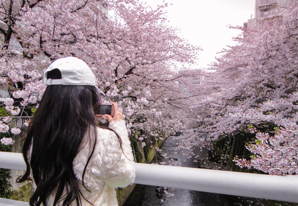 A person with long dark hair, wearing a white cap and sweater, takes a photo of blooming cherry blossom trees lining both sides of a river from a bridge.