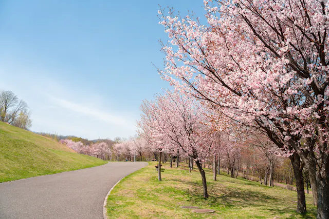 A paved path curves through a grassy park lined with cherry blossom trees in full bloom under a clear blue sky.
