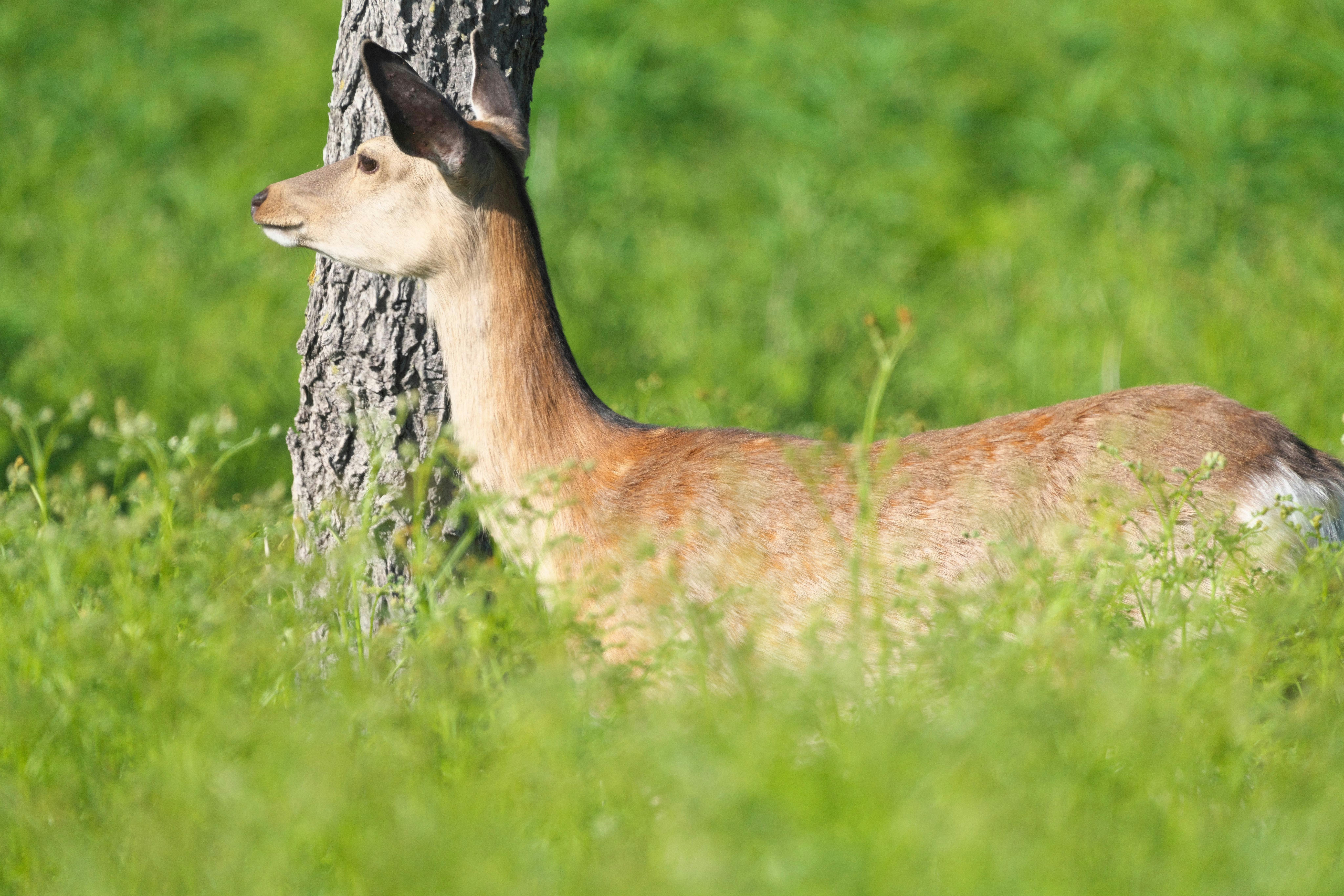 A deer stands sideways in tall green grass, with its head turned slightly and a tree trunk in the background. The scene is brightly lit, suggesting a sunny day in a natural setting.