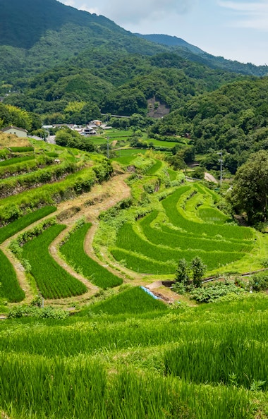 Nakayama Rice Field Nakayama Rice Field