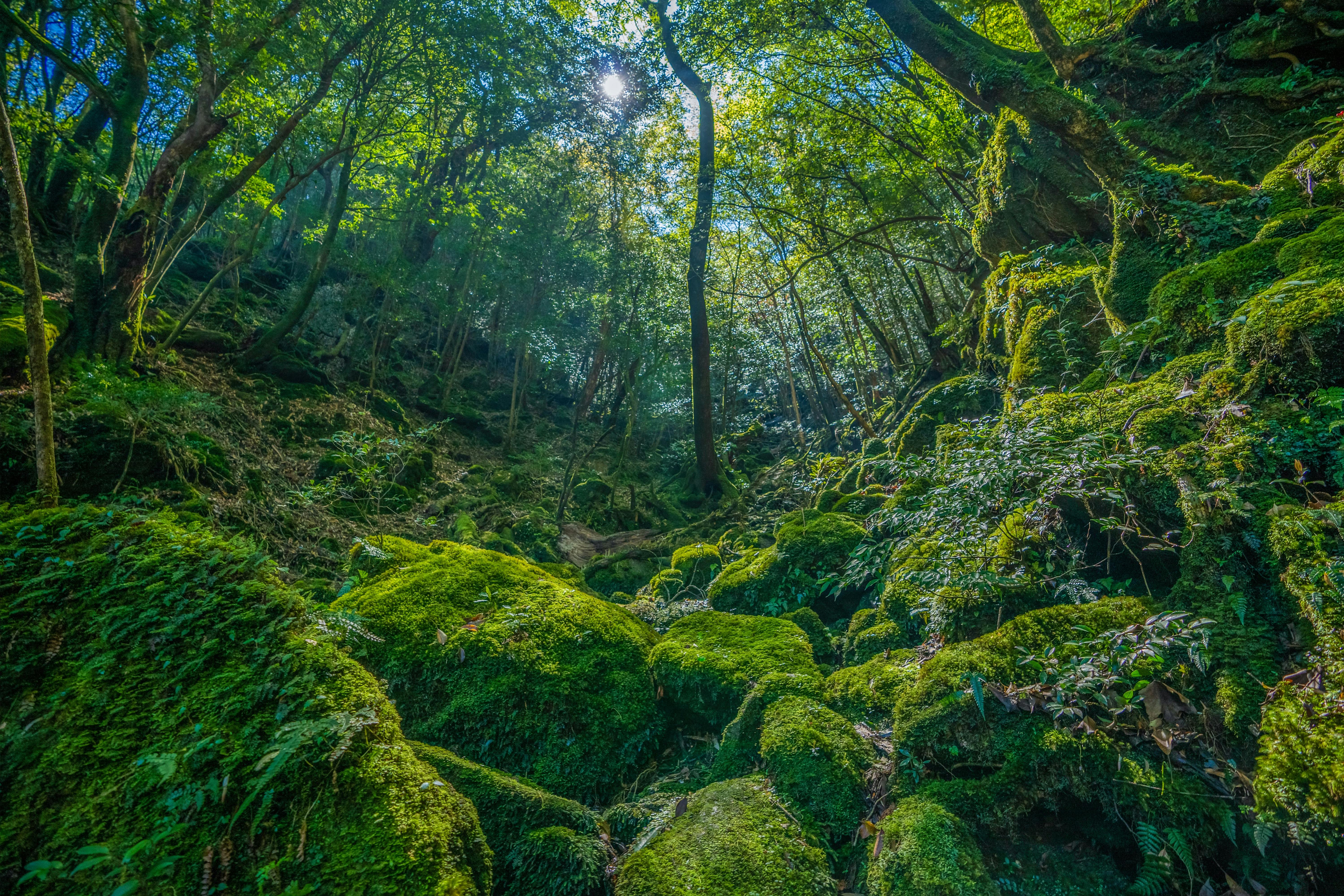 Yakushima