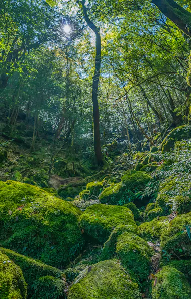 Yakushima Yakushima