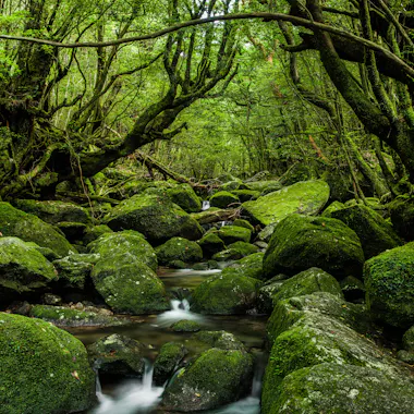 Yakushima Yakushima