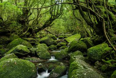 Yakushima