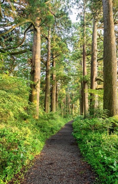 Cedar Avenue Cedar Avenue