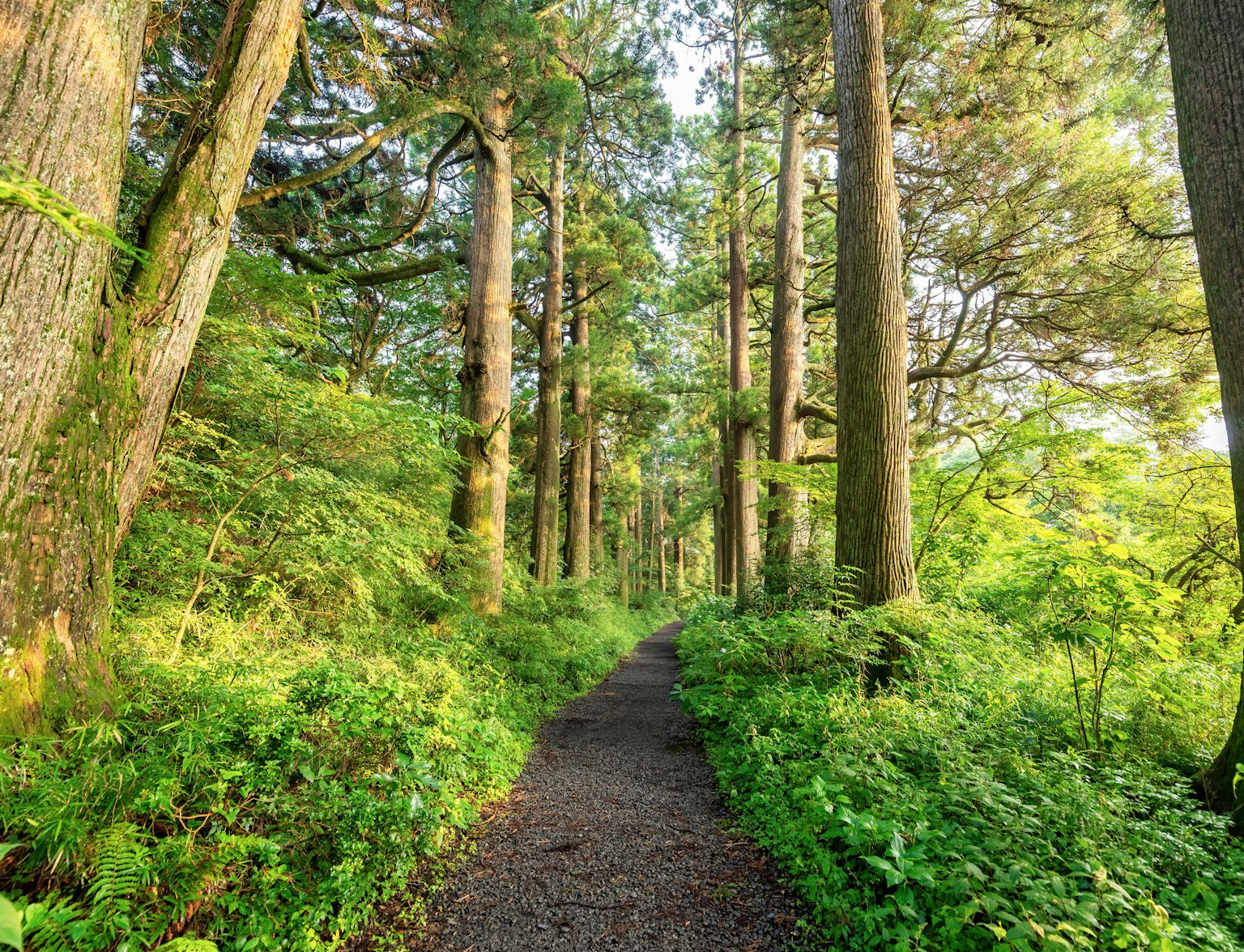 Cedar Avenue Cedar Avenue