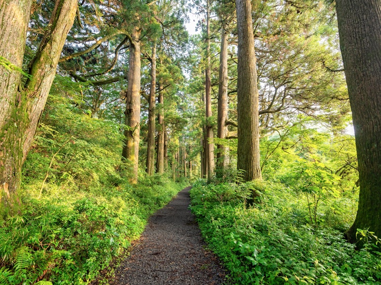 箱根八里ハイキング1日ツアー