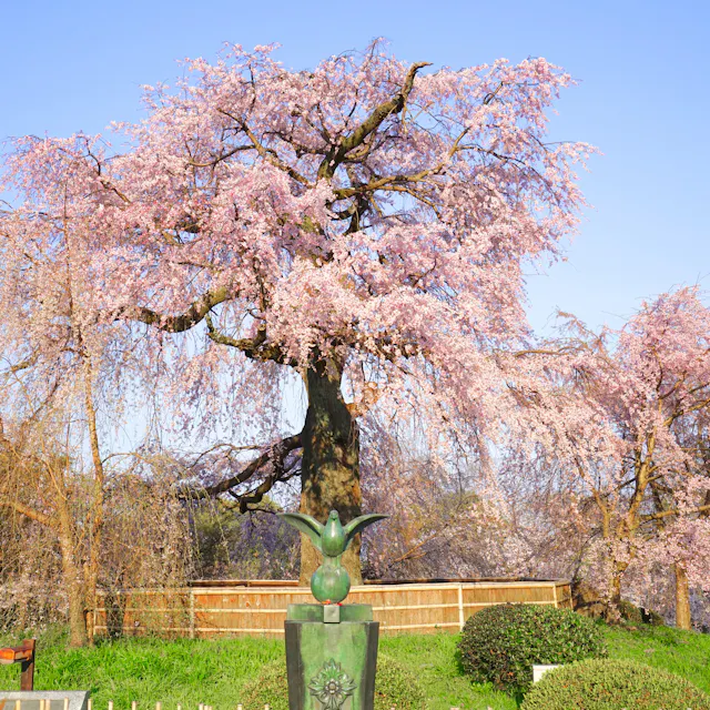 Maruyama Park Maruyama Park
