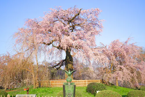 A large cherry blossom tree in full bloom stands behind a bronze bird statue, surrounded by greenery and a wooden fence, under a clear blue sky.