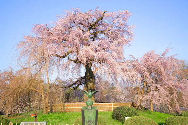 A large cherry blossom tree in full bloom stands behind a bronze bird statue, surrounded by greenery and a wooden fence, under a clear blue sky.
