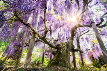 Ashikaga
