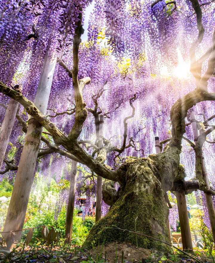 Ashikaga Ashikaga overview