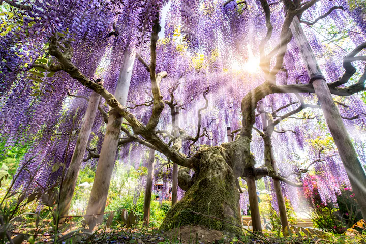 Ashikaga overview
