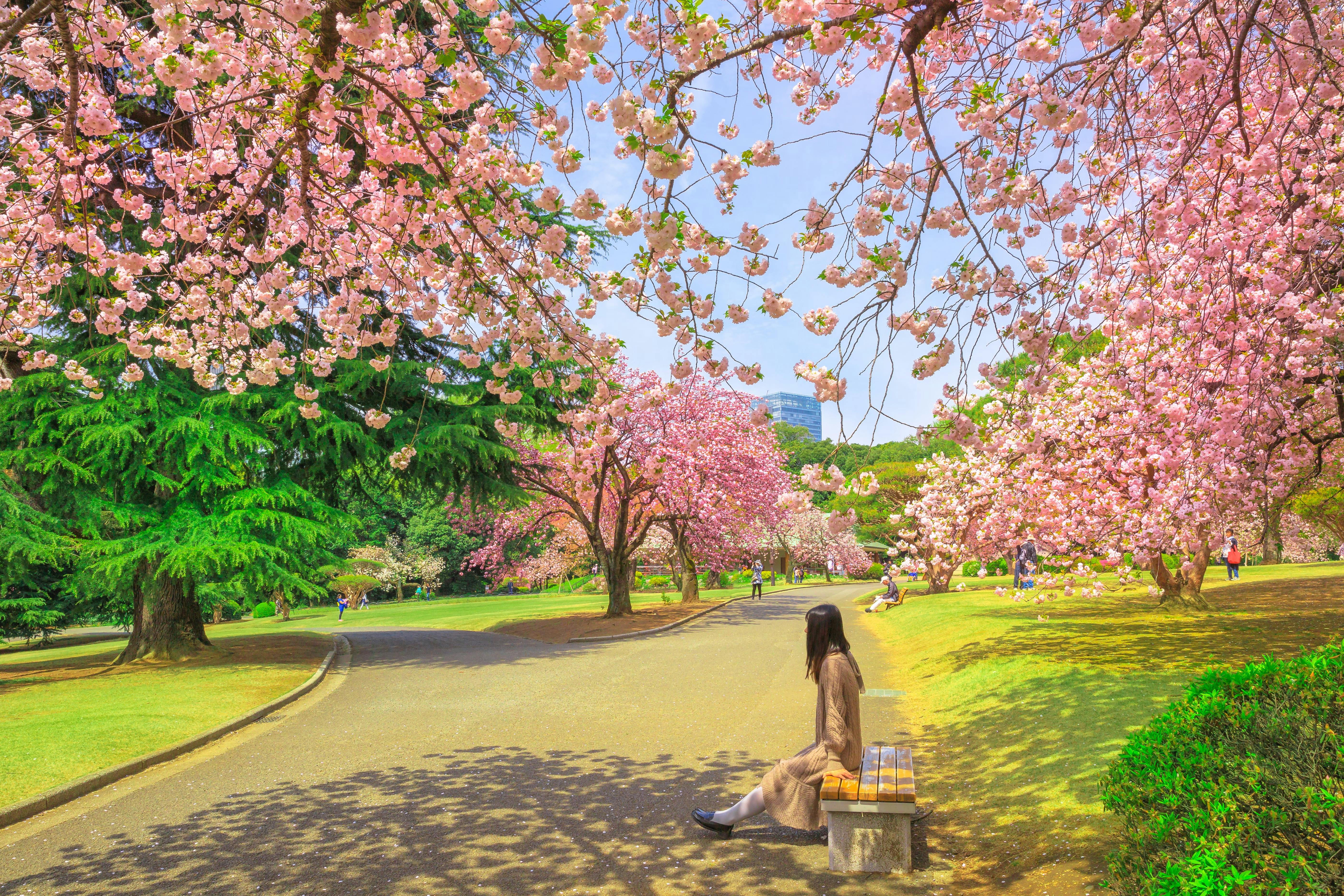 A woman sits on a bench under blooming cherry blossom trees in a park on a sunny day, surrounded by vibrant pink flowers and lush greenery.