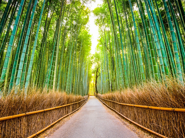 嵐山竹林と庭園: 京都の自然美を巡るガイド付きウォーキングツアー
