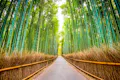A paved path runs through a dense bamboo forest, flanked by tall green bamboo stalks and brown undergrowth, with sunlight streaming through the trees above.