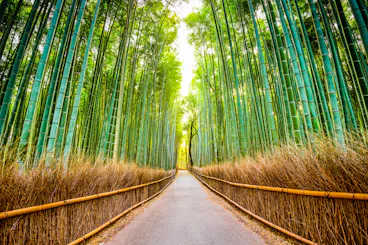 A paved path runs through a dense bamboo forest, flanked by tall green bamboo stalks and brown undergrowth, with sunlight streaming through the trees above.