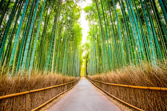 A paved path runs through a dense bamboo forest, flanked by tall green bamboo stalks and brown undergrowth, with sunlight streaming through the trees above.